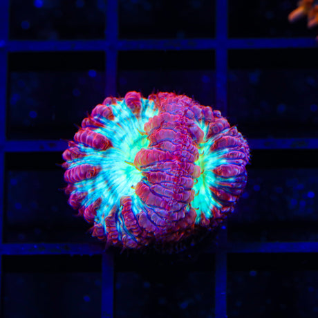 Ultra Blastomussa Coral