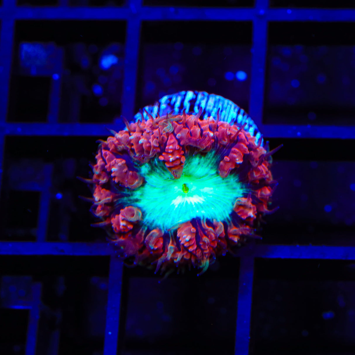 Ultra Blastomussa Coral