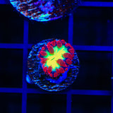 Ultra Blastomussa Coral