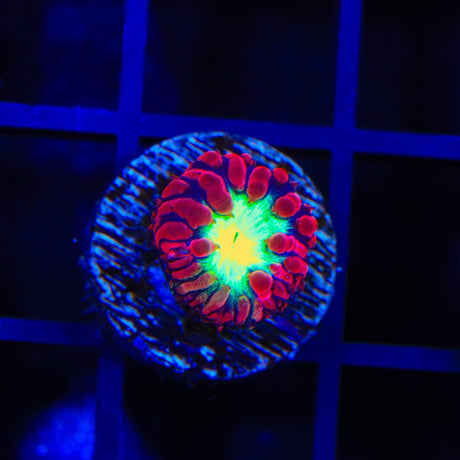 Ultra Blastomussa Coral