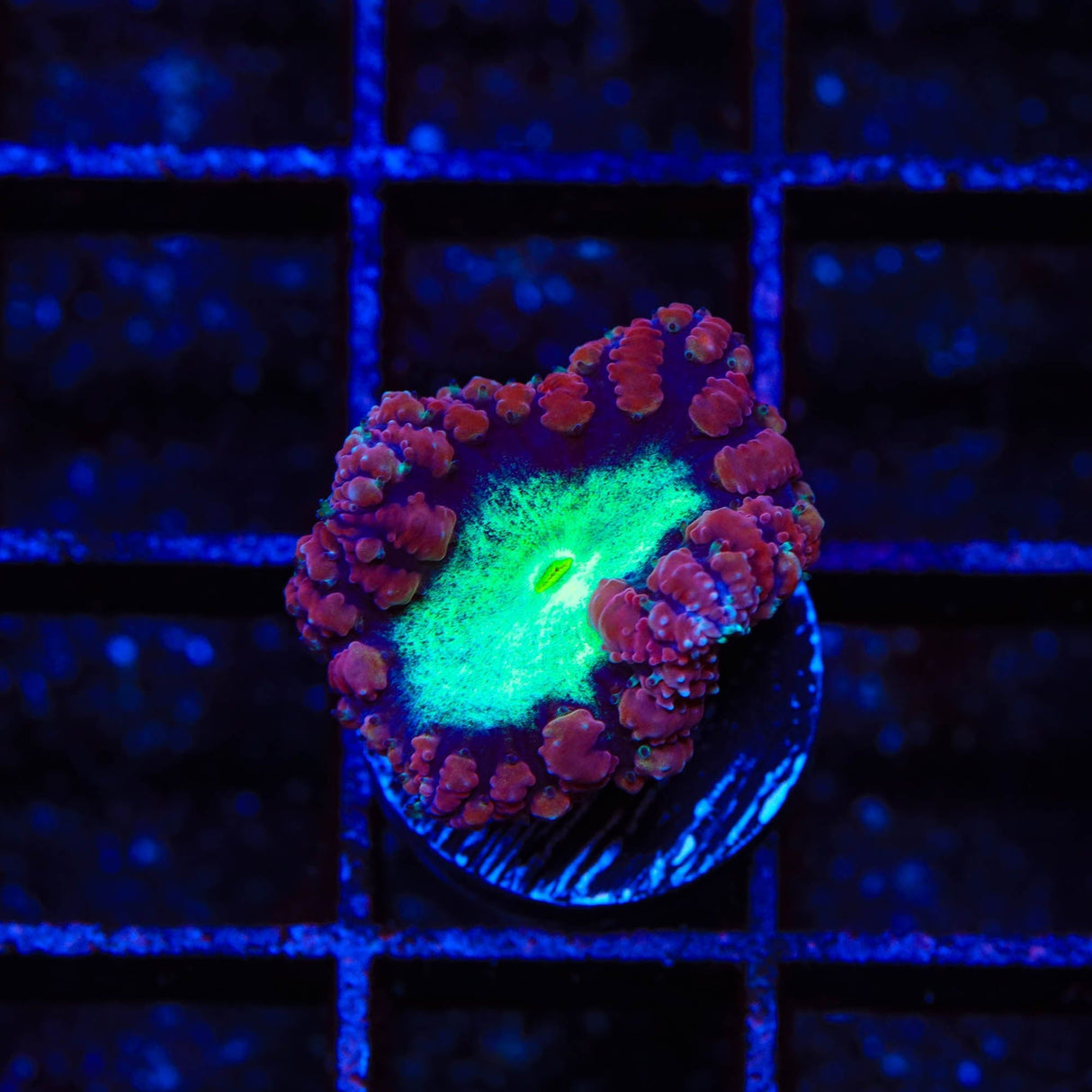 Ultra Blastomussa Coral