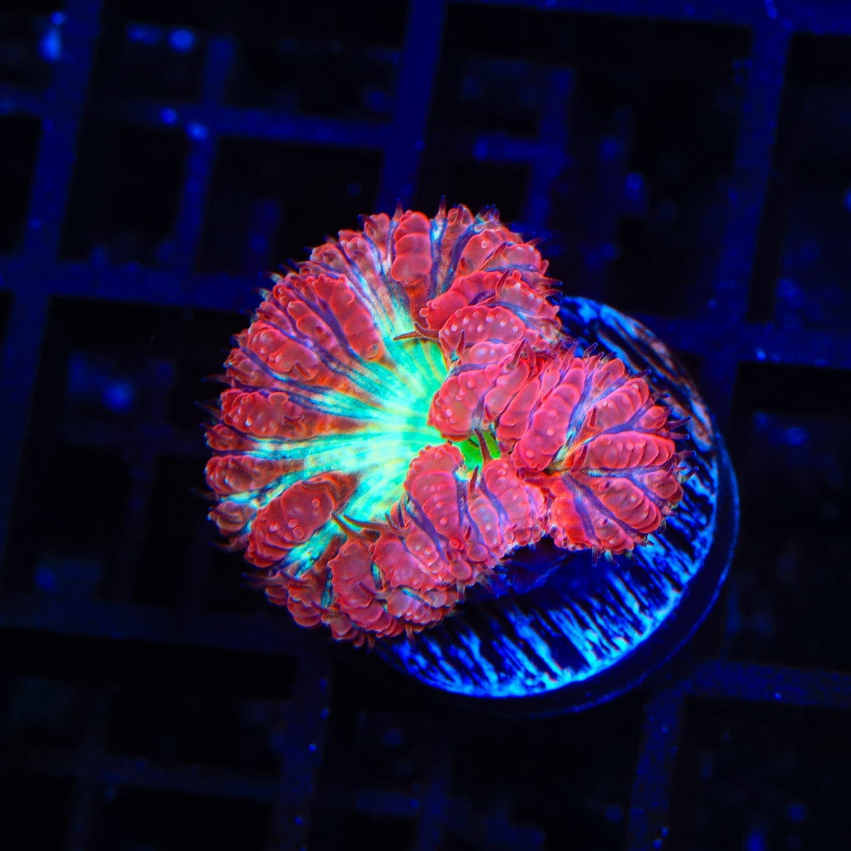 Ultra Blastomussa Coral