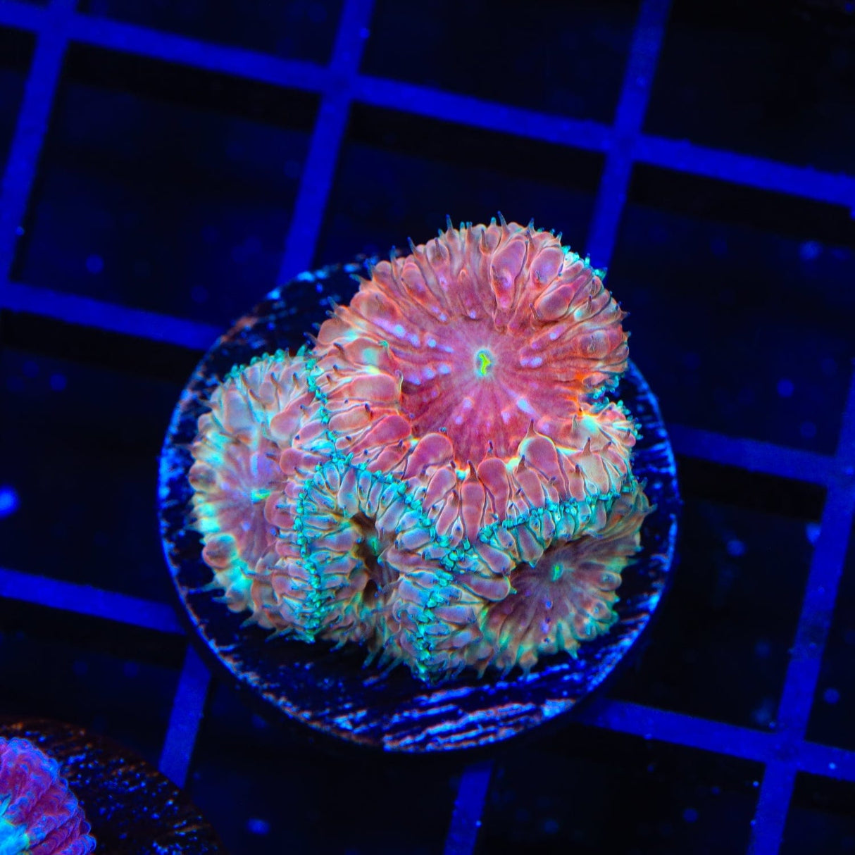 Ultra Blastomussa Coral
