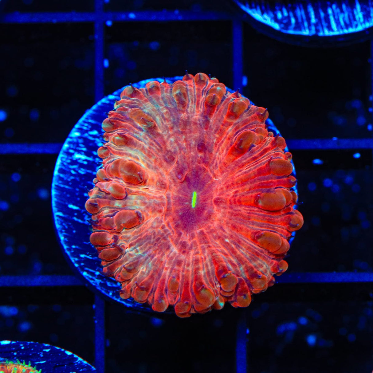 Ultra Blastomussa Coral