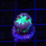 Ultra Blastomussa Coral