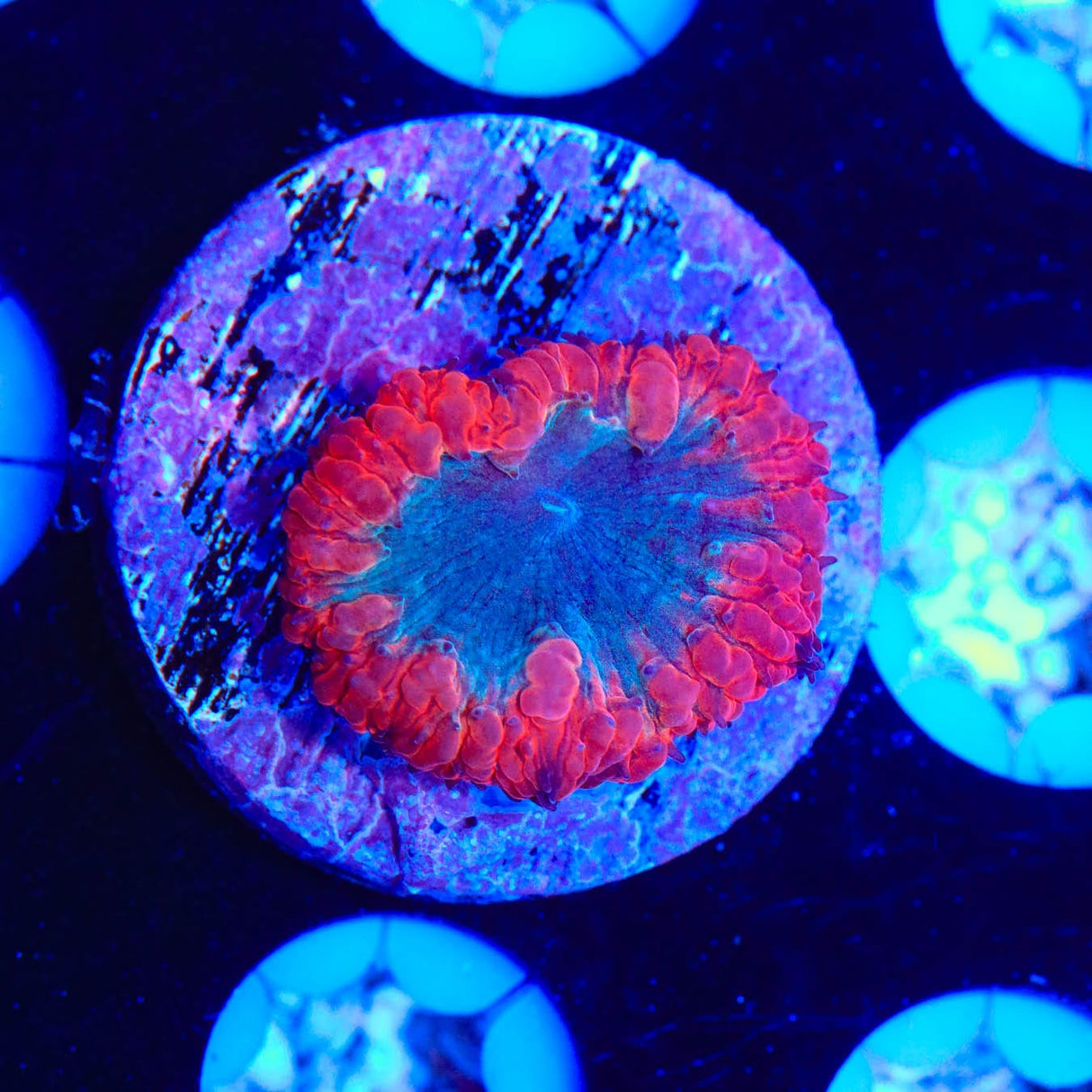 Ultra Blastomussa Coral