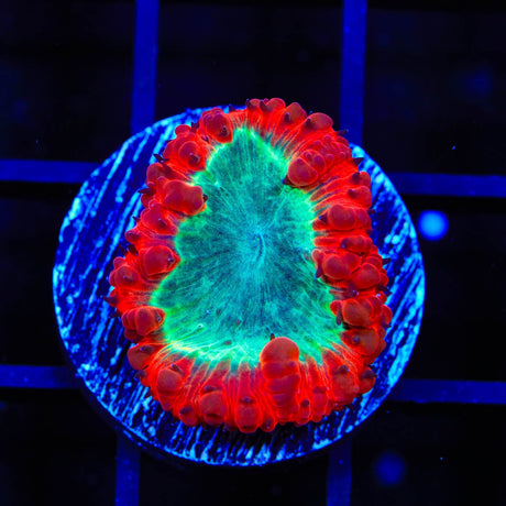 Ultra Blastomussa Coral