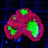 Ultra Blastomussa Coral