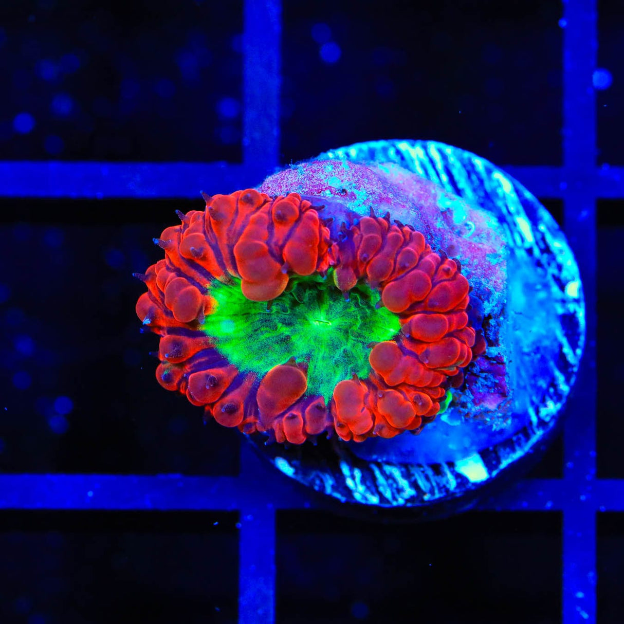 Ultra Blastomussa Coral