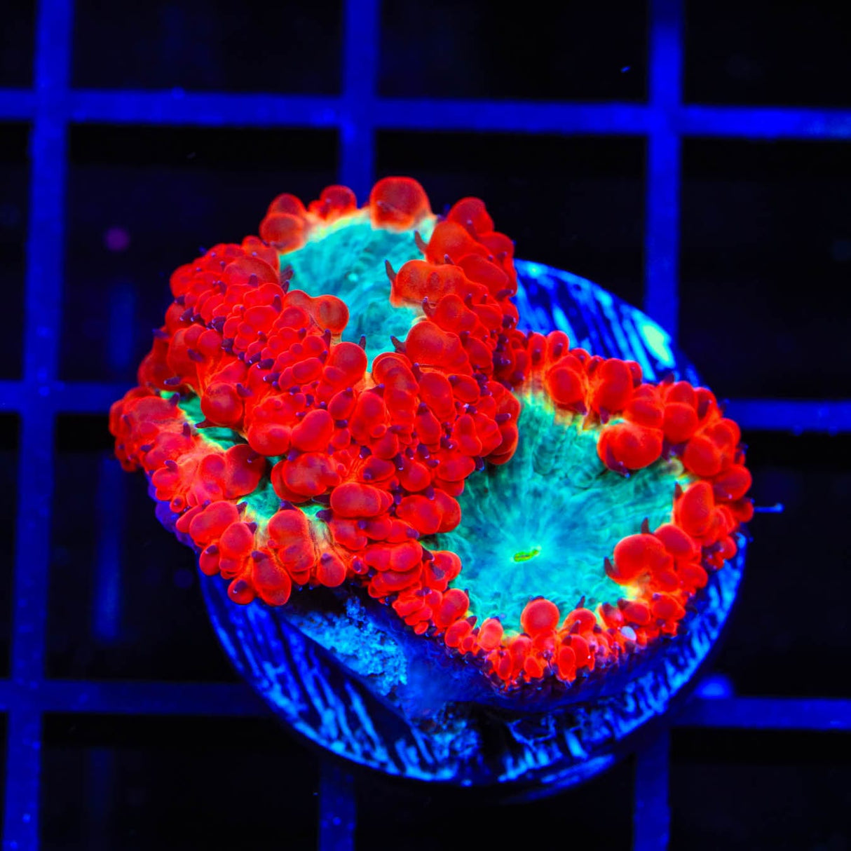 Ultra Blastomussa Coral