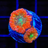 Ultra Blastomussa Coral