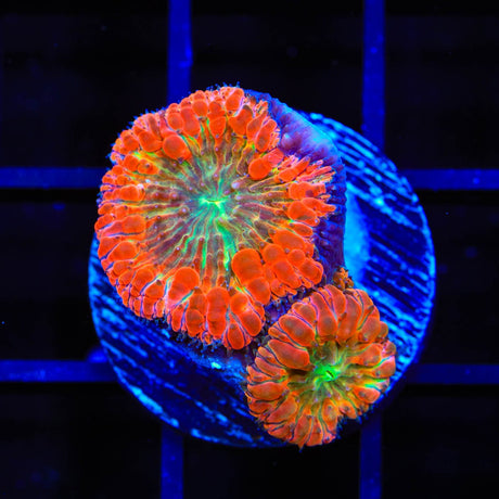 Ultra Blastomussa Coral