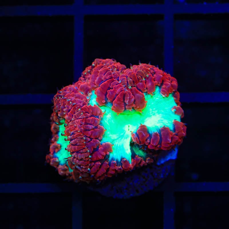 Ultra Blastomussa Coral