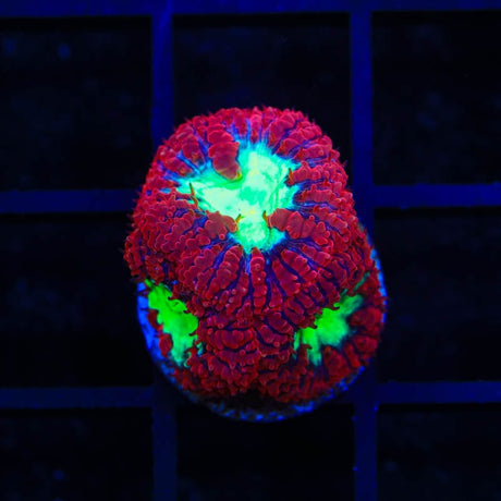 Ultra Blastomussa Coral