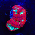 Ultra Blastomussa Coral