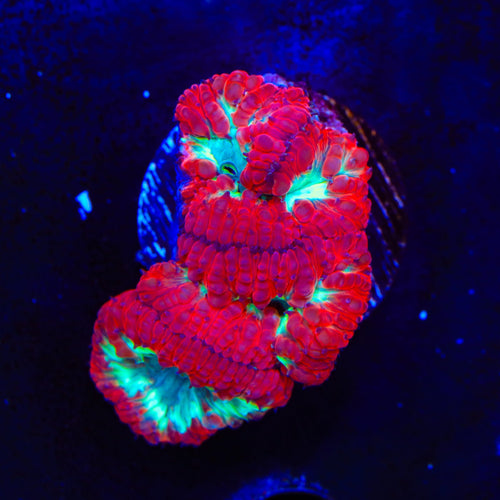 Ultra Blastomussa Coral