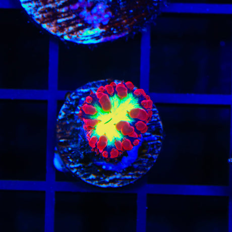 Ultra Blastomussa Coral