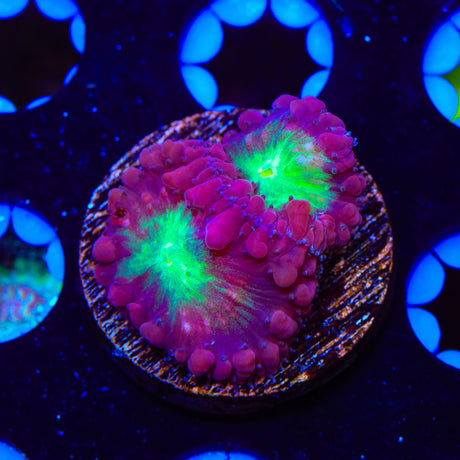 Ultra Blastomussa Coral