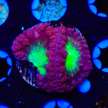 Ultra Blastomussa Coral