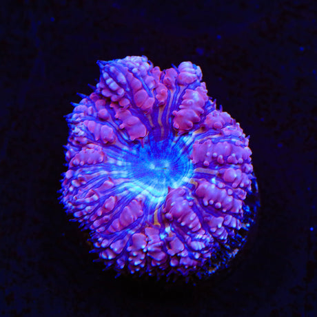 Ultra Blastomussa Coral