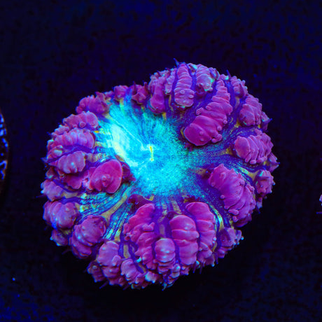 Ultra Blastomussa Coral