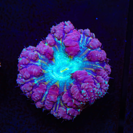 Ultra Blastomussa Coral