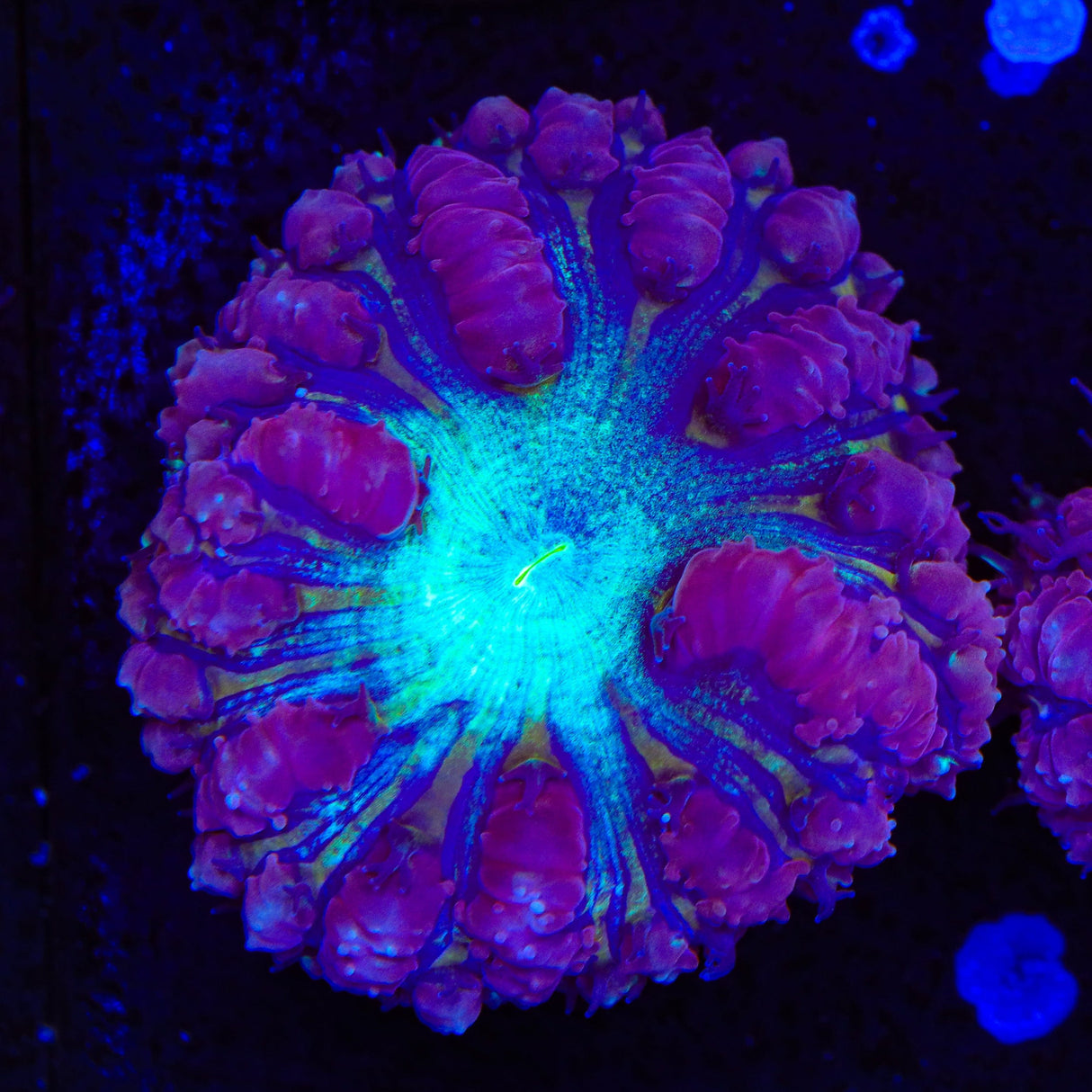 Ultra Blastomussa Coral