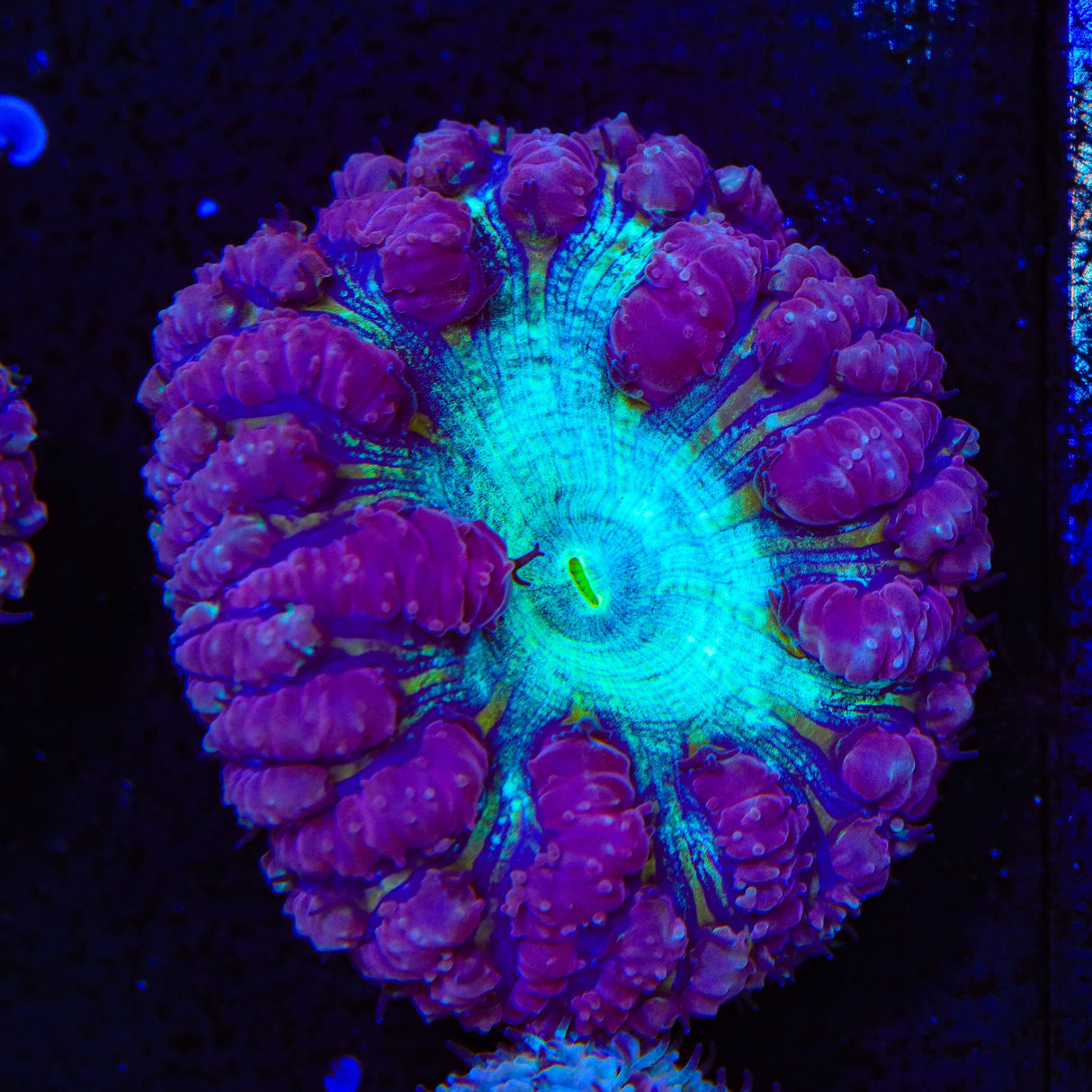 Ultra Blastomussa Coral