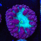 Ultra Blastomussa Coral