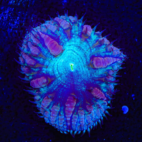 Ultra Blastomussa Coral