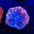 Ultra Blastomussa Coral