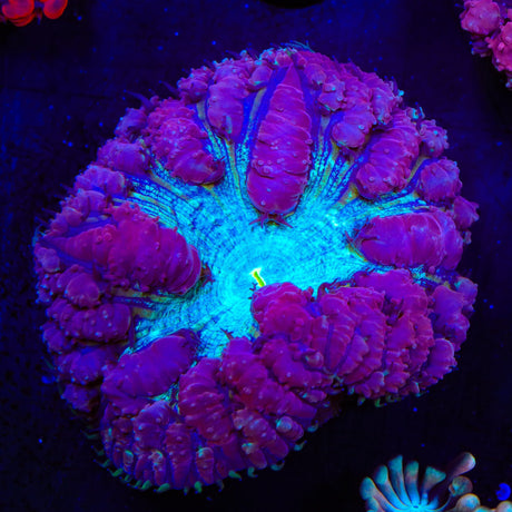 Ultra Blastomussa Coral