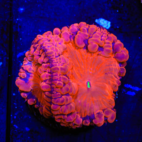 Ultra Blastomussa Coral