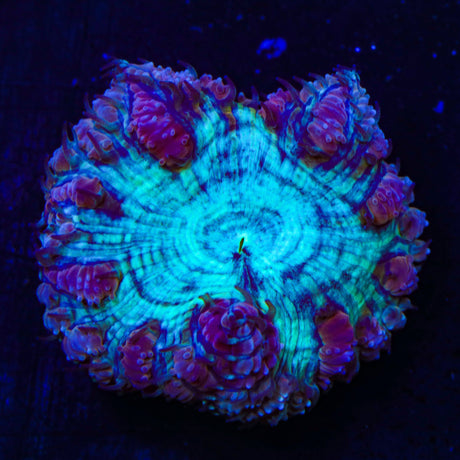 Ultra Blastomussa Coral