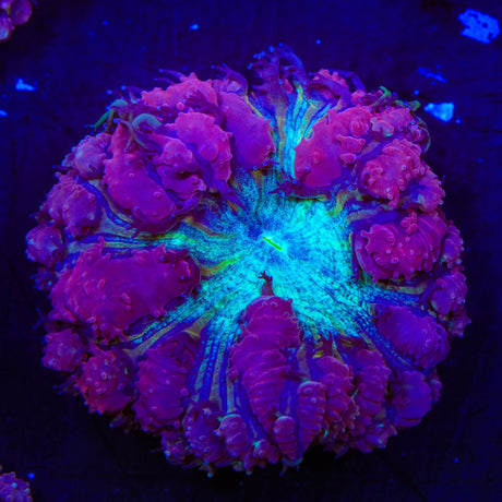Ultra Blastomussa Coral