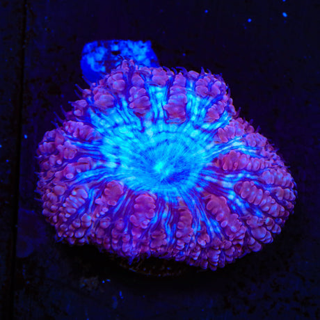 Ultra Blastomussa Coral