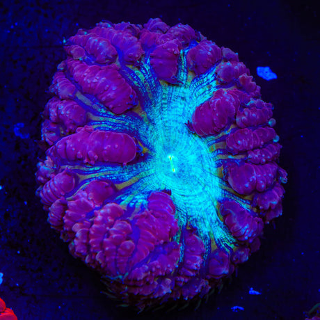 Ultra Blastomussa Coral