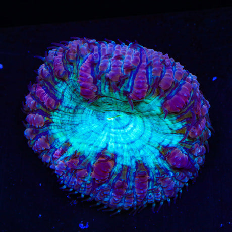 Ultra Blastomussa Coral