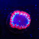 Ultra Blastomussa Coral