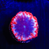 Ultra Blastomussa Coral