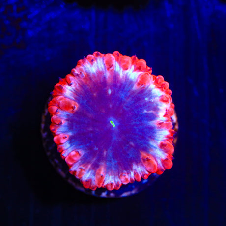 Ultra Blastomussa Coral