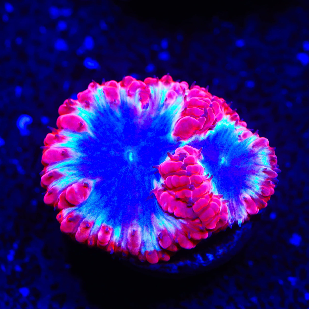 Ultra Blastomussa Coral