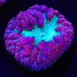 Ultra Blastomussa Coral