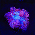 Ultra Blastomussa Coral