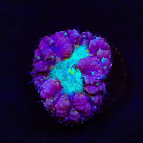 Ultra Blastomussa Coral