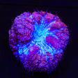 Ultra Blastomussa Coral
