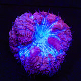 Ultra Blastomussa Coral