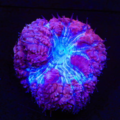 Ultra Blastomussa Coral