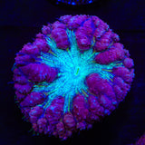 Ultra Blastomussa Coral