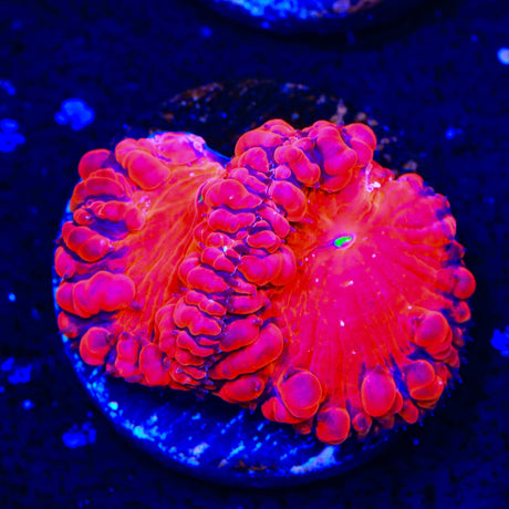 Ultra Blastomussa Coral
